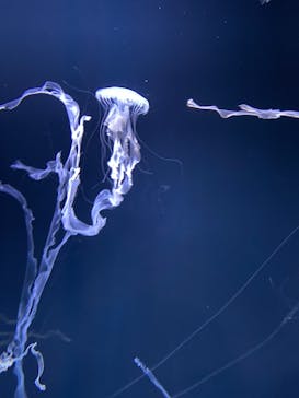 サンシャイン水族館に投稿された画像（2022/1/1）