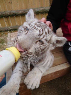 しろとり動物園に投稿された画像（2022/1/1）