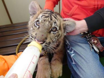 しろとり動物園に投稿された画像（2022/1/1）