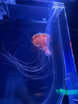 すみだ水族館に投稿された画像（2022/1/1）