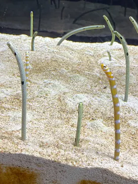 すみだ水族館に投稿された画像（2022/1/1）