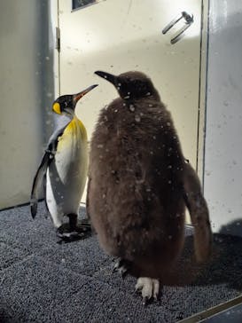 マクセル アクアパーク品川に投稿された画像（2022/1/1）