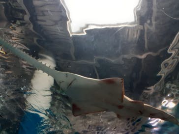 マクセル アクアパーク品川に投稿された画像（2022/1/1）