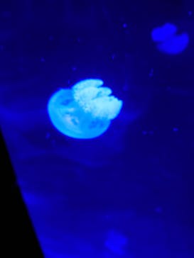 サンシャイン水族館に投稿された画像（2022/1/1）