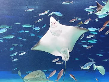 サンシャイン水族館に投稿された画像（2022/1/1）