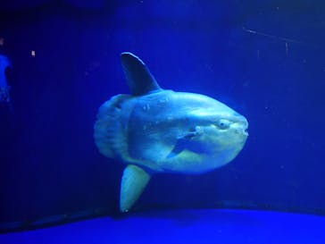 サンシャイン水族館に投稿された画像（2022/1/1）