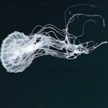 京都水族館に投稿された画像（2022/1/1）