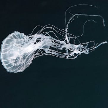 京都水族館に投稿された画像（2022/1/1）