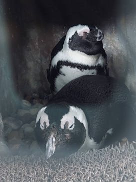 京都水族館に投稿された画像（2022/1/1）