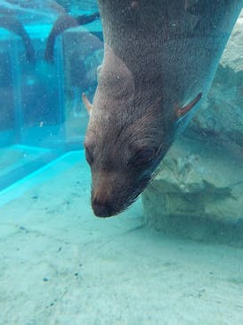 京都水族館に投稿された画像（2022/1/1）