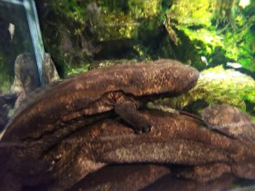 京都水族館に投稿された画像（2022/1/1）