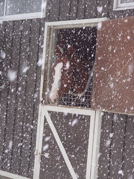 ノーザンホースパークに投稿された画像（2022/1/1）