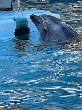 名古屋港水族館に投稿された画像（2022/1/1）