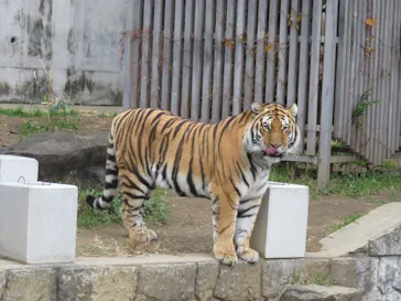 天王寺動物園に投稿された画像（2022/1/1）