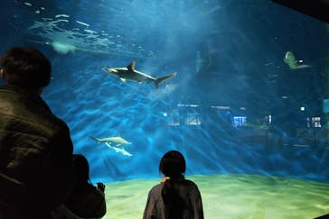 アクアワールド茨城県大洗水族館に投稿された画像（2022/1/1）