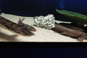 アクアワールド茨城県大洗水族館に投稿された画像（2022/1/1）