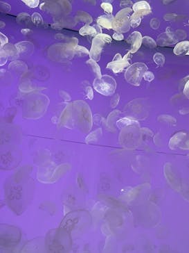 アクアワールド茨城県大洗水族館に投稿された画像（2022/1/1）