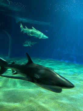 アクアワールド茨城県大洗水族館に投稿された画像（2022/1/1）