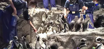 すみだ水族館に投稿された画像（2022/1/1）