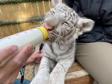 しろとり動物園に投稿された画像（2022/1/1）