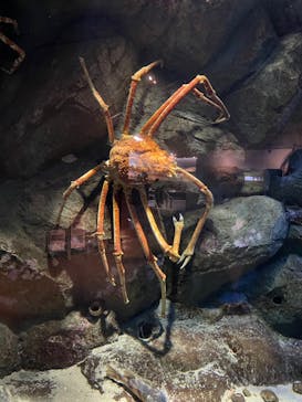 鴨川シーワールドに投稿された画像（2022/1/1）