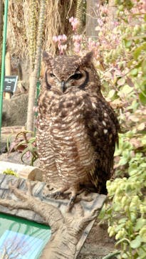 伊豆シャボテン動物公園に投稿された画像（2022/1/1）