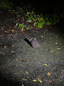 奄美ナイトツアーサービスに投稿された画像（2022/1/1）