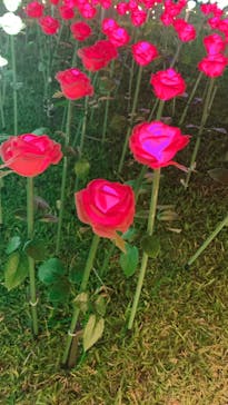 美らヤシパークオキナワ・東南植物楽園に投稿された画像（2022/1/1）