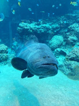 沖縄美ら海水族館に投稿された画像（2022/1/1）
