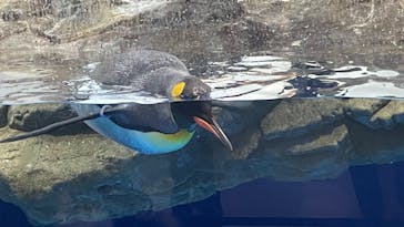 マクセル アクアパーク品川に投稿された画像（2022/1/1）