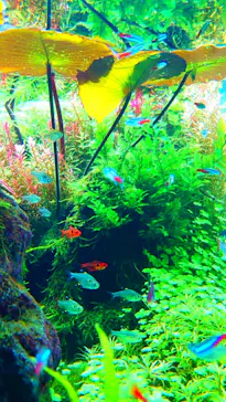 すみだ水族館に投稿された画像（2022/1/1）