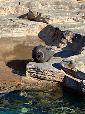 鴨川シーワールドに投稿された画像（2022/1/1）