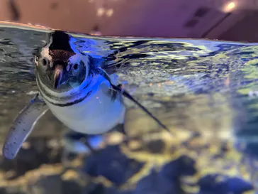 すみだ水族館に投稿された画像（2022/1/2）