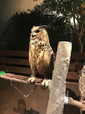 Moff animal world MARK IS みなとみらい店に投稿された画像（2022/1/2）