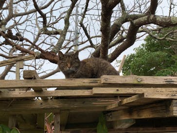 今帰仁城跡に投稿された画像（2022/1/2）