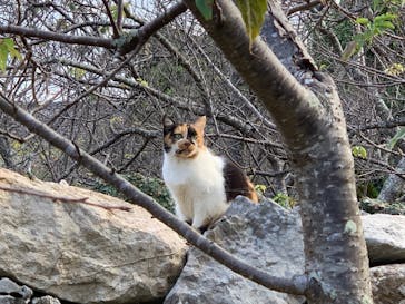 今帰仁城跡に投稿された画像（2022/1/2）