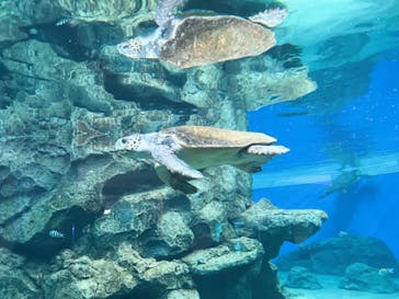 名古屋港水族館に投稿された画像（2022/1/2）