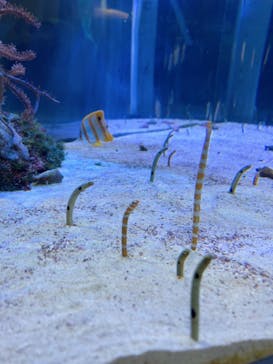 名古屋港水族館に投稿された画像（2022/1/2）