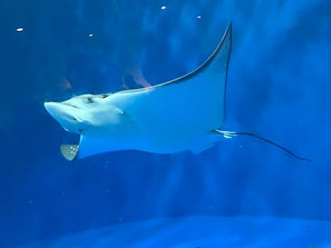 名古屋港水族館に投稿された画像（2022/1/2）