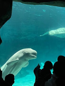 名古屋港水族館に投稿された画像（2022/1/2）