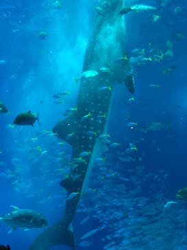 沖縄美ら海水族館に投稿された画像（2022/1/2）