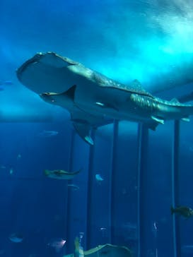 沖縄美ら海水族館に投稿された画像（2022/1/2）