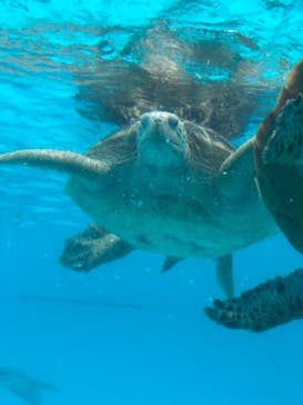 沖縄美ら海水族館に投稿された画像（2022/1/2）