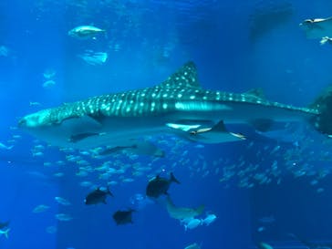 沖縄美ら海水族館に投稿された画像（2022/1/2）