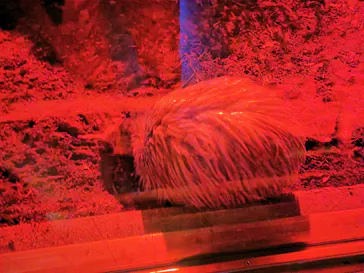 天王寺動物園に投稿された画像（2022/1/2）