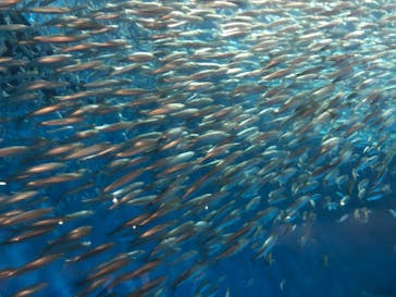 名古屋港水族館に投稿された画像（2022/1/2）