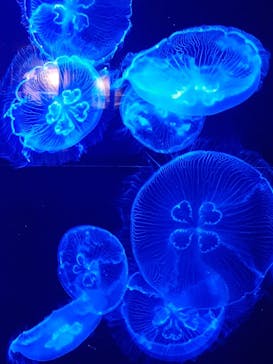 沖縄美ら海水族館に投稿された画像（2022/1/2）