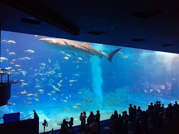 沖縄美ら海水族館に投稿された画像（2022/1/2）