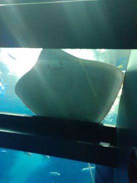 沖縄美ら海水族館に投稿された画像（2022/1/2）