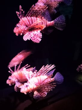 大分マリーンパレス水族館 「うみたまご」に投稿された画像（2022/1/2）